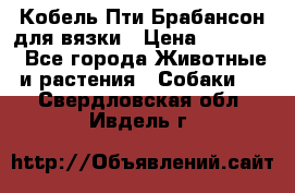 Кобель Пти Брабансон для вязки › Цена ­ 30 000 - Все города Животные и растения » Собаки   . Свердловская обл.,Ивдель г.